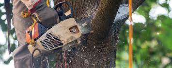 Best Tree Removal  in Frostburg, MD