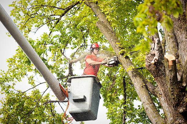 Best Tree Disease Treatment  in Frostburg, MD
